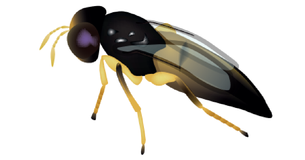 APHELINUS ABDOMINALIS Fitosistema Inovação Confiança Eficácia